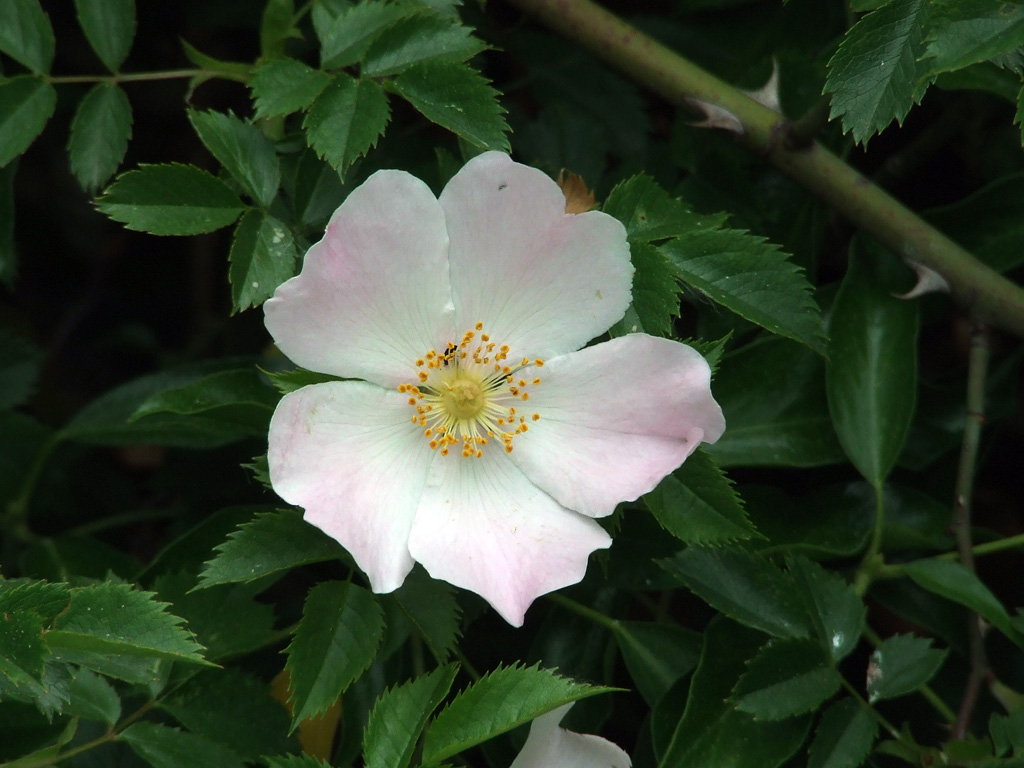 Fiori a Perrero