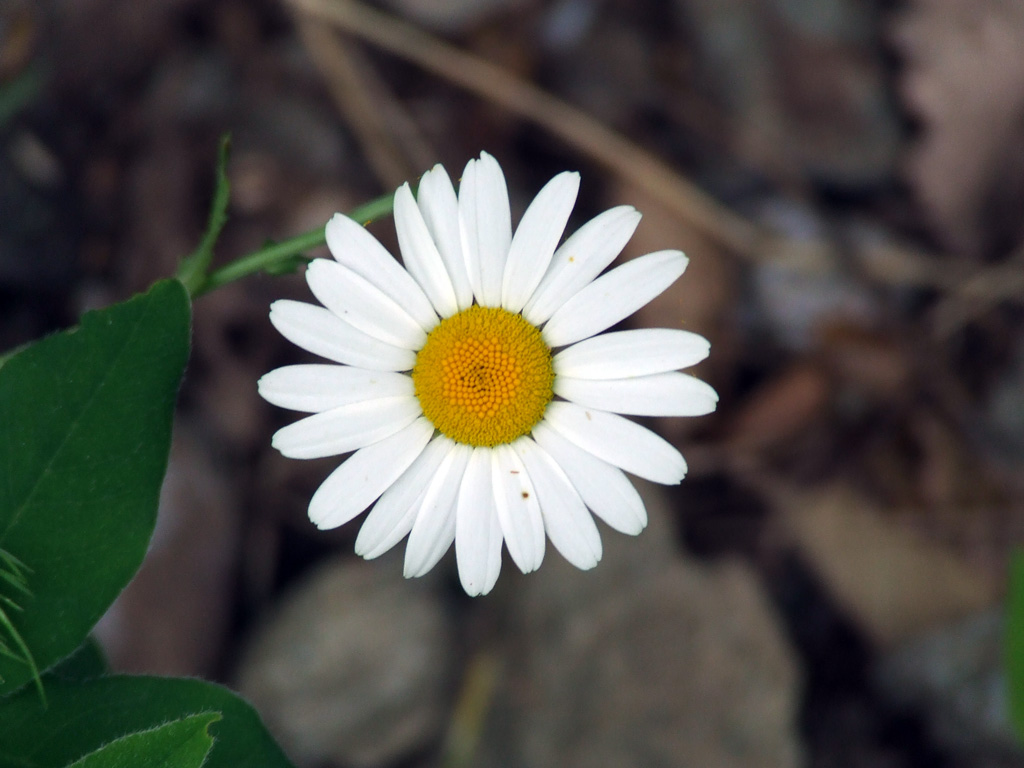 Fiori a Perrero 2
