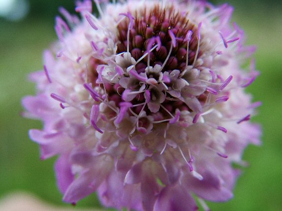 ancora macro