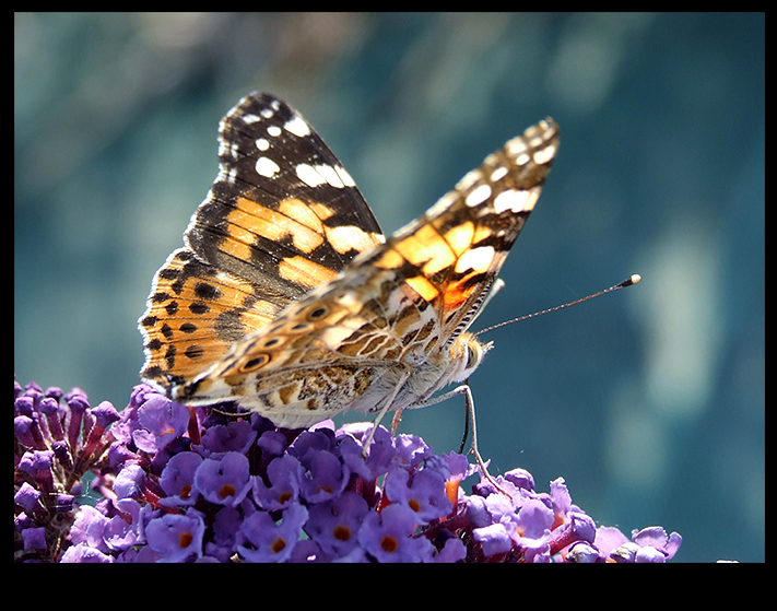 Vanessa (controluce)
