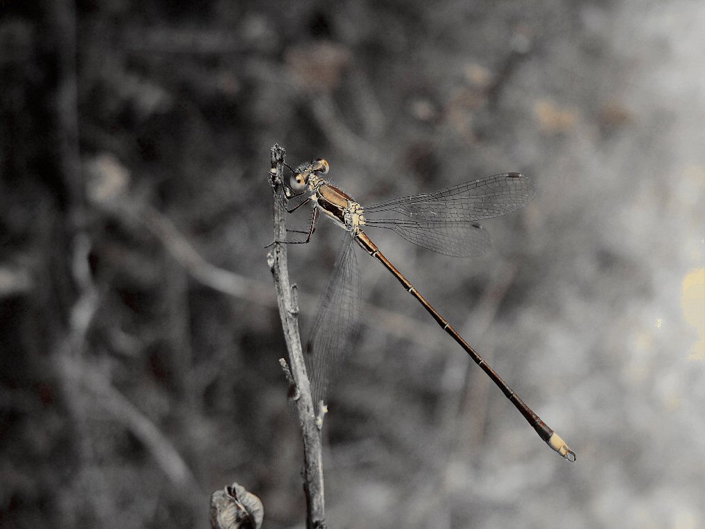 macro