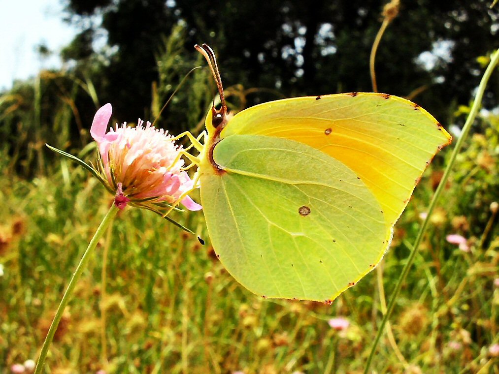 farfalla