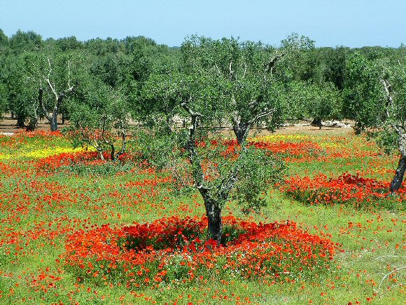 un mare di papaveri