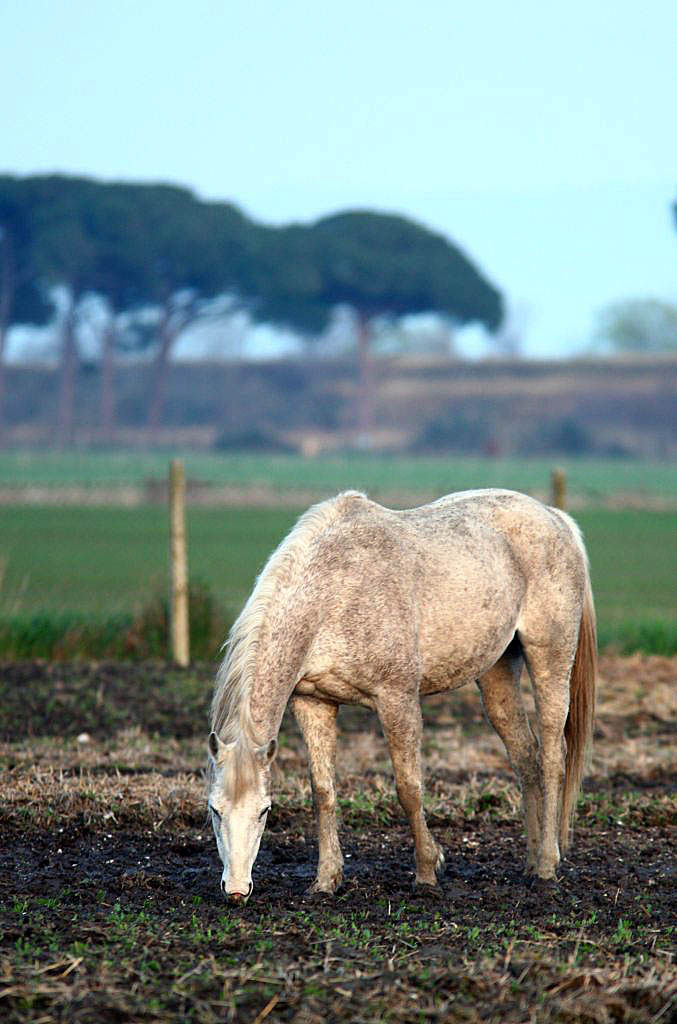 Biancone