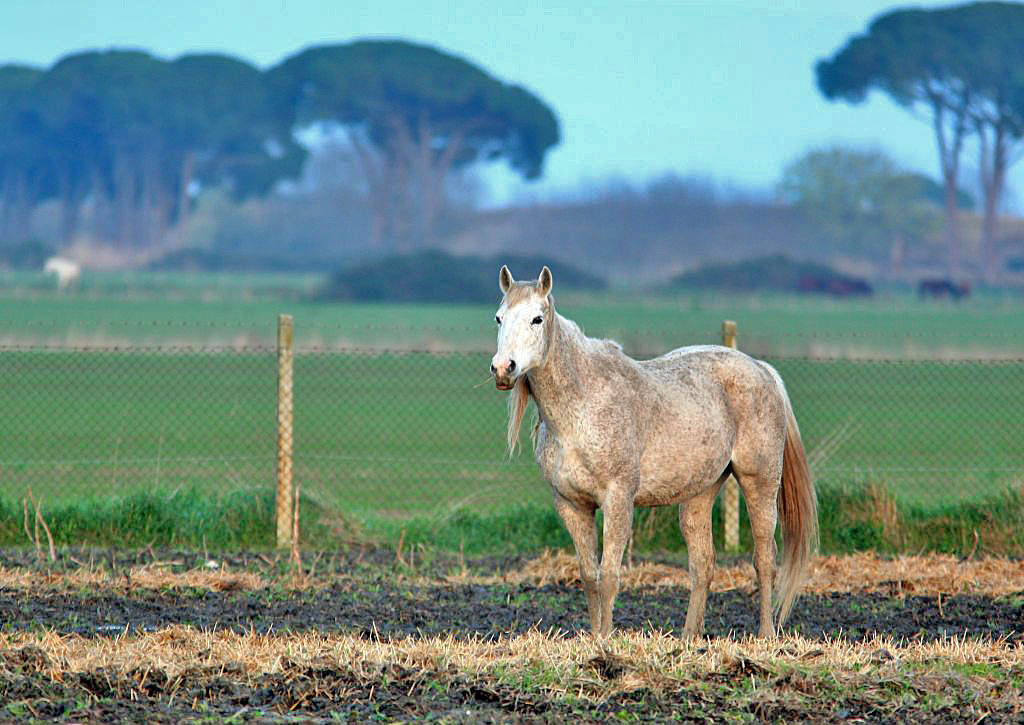 Biancone II