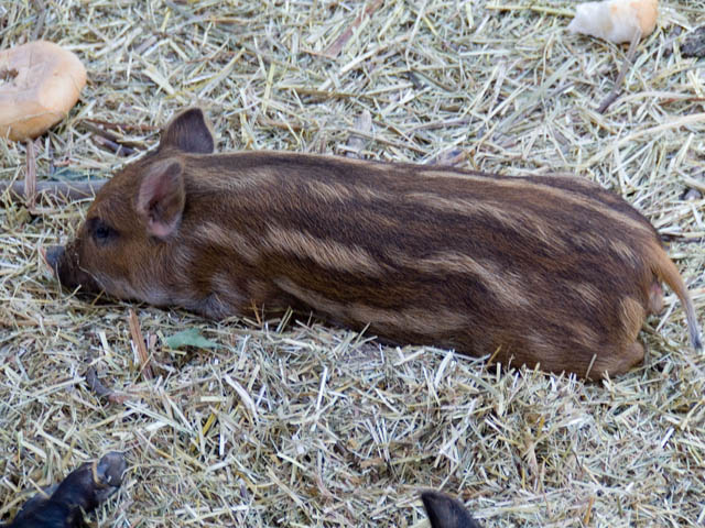 maialino vietnamita
