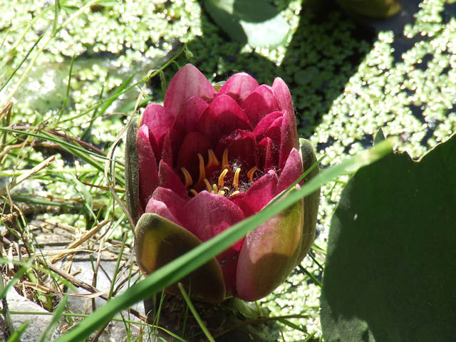 fiore