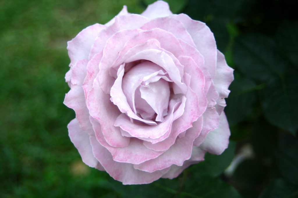 Rosa2