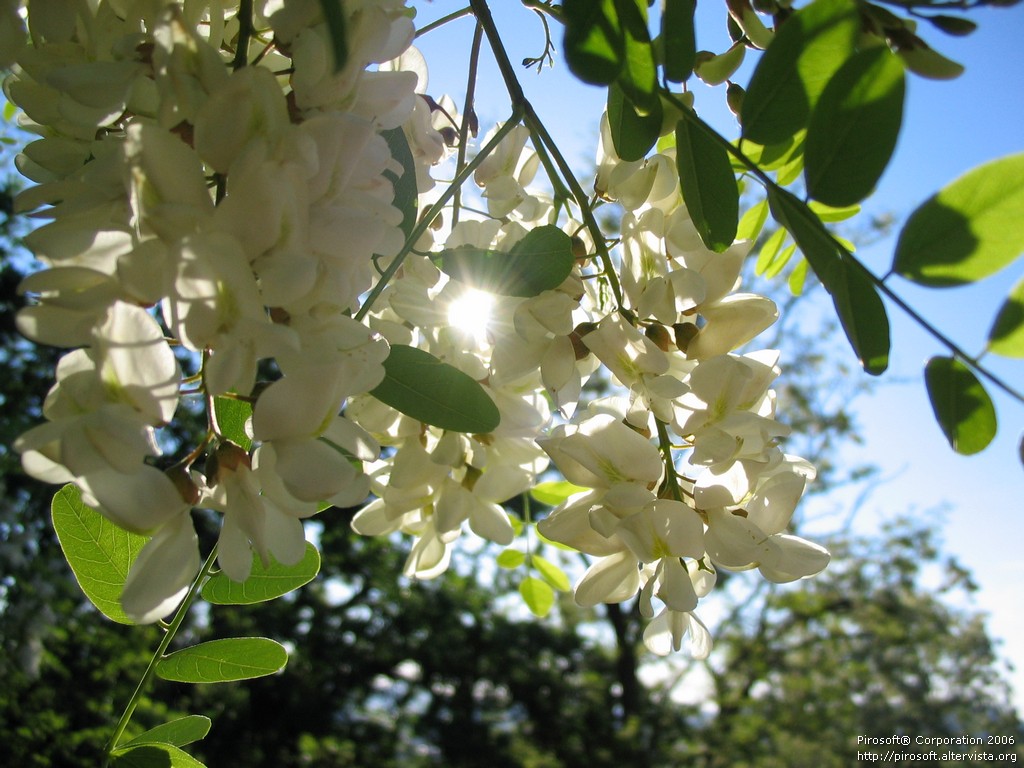 macro fiori albero