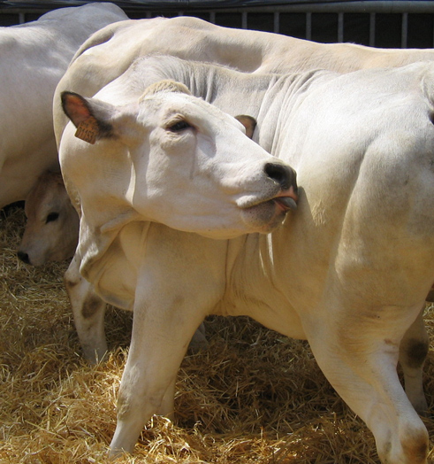 MUCCA