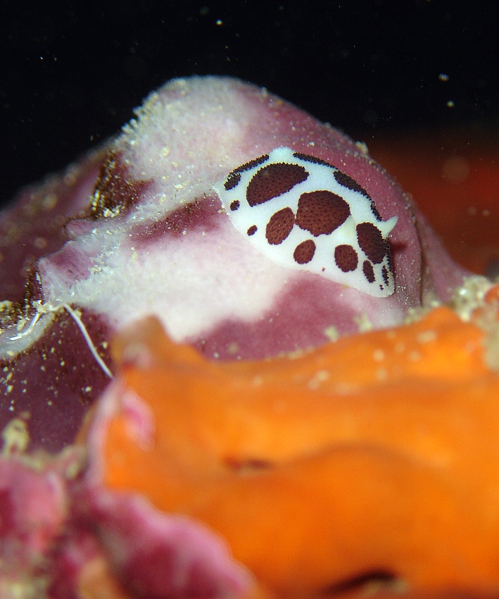 Vacchetta di mare