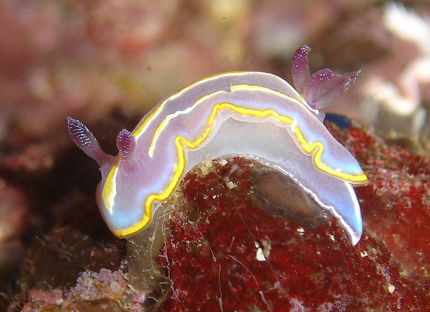 L'alieno