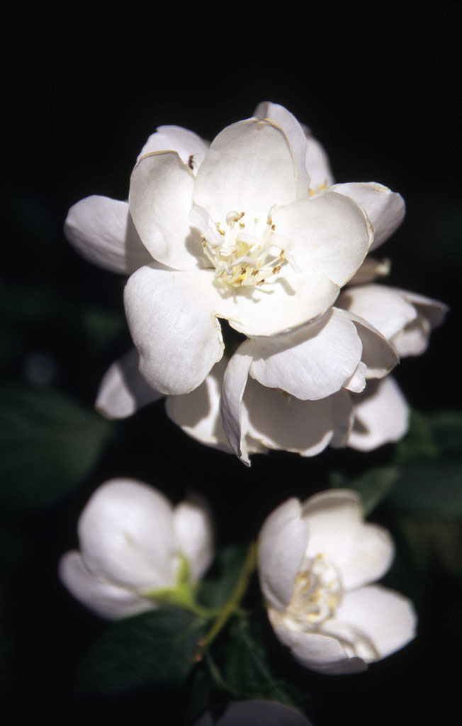 fiore bianco