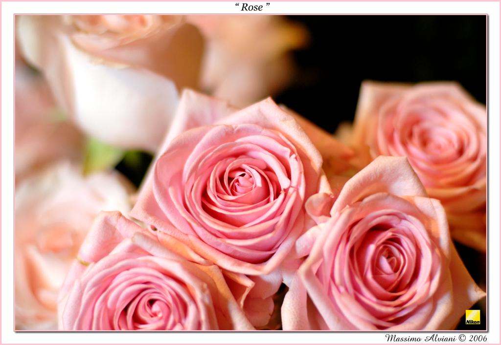 Rose