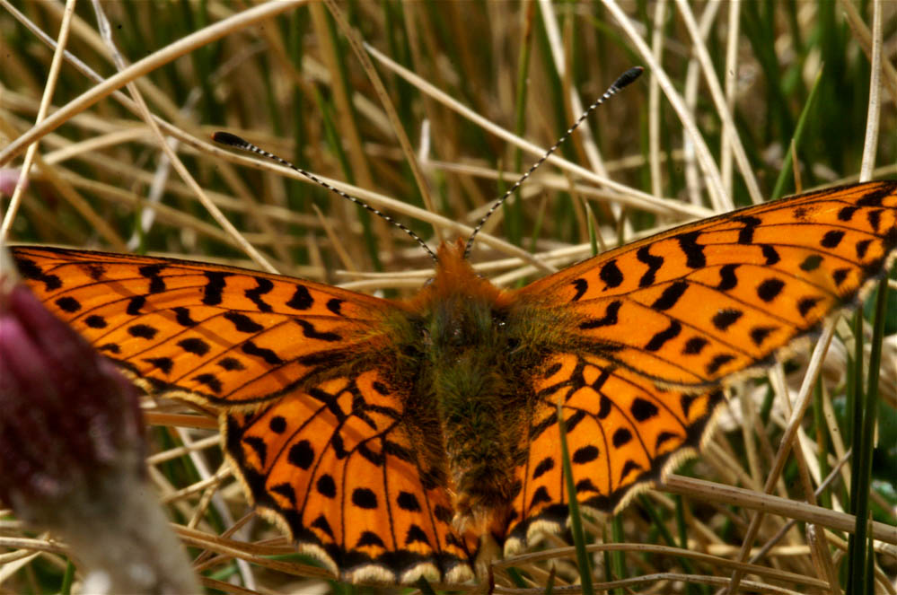 farfalla arancione
