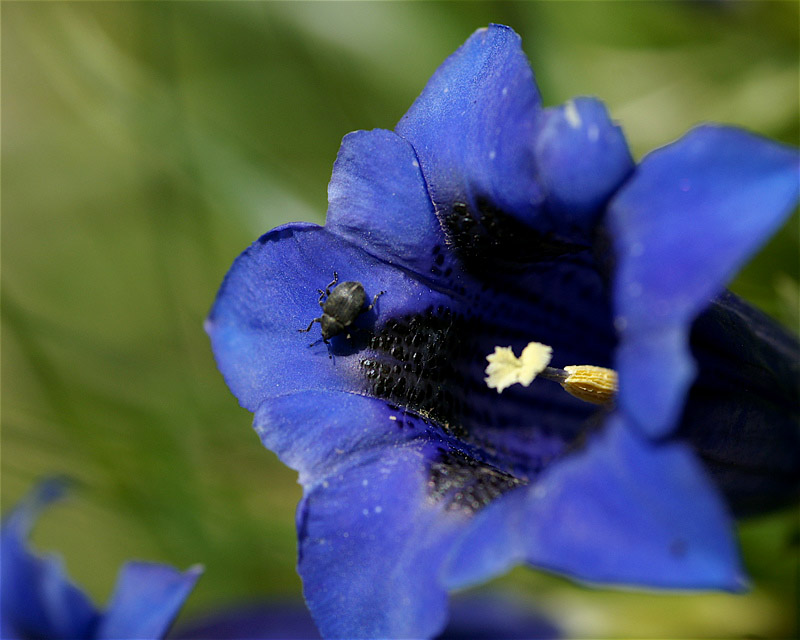 genziana con intruso