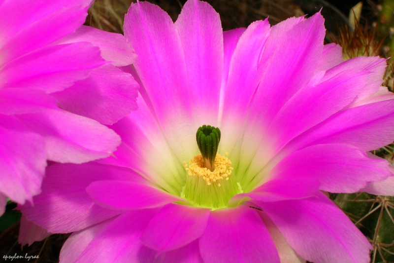 fluorescente2