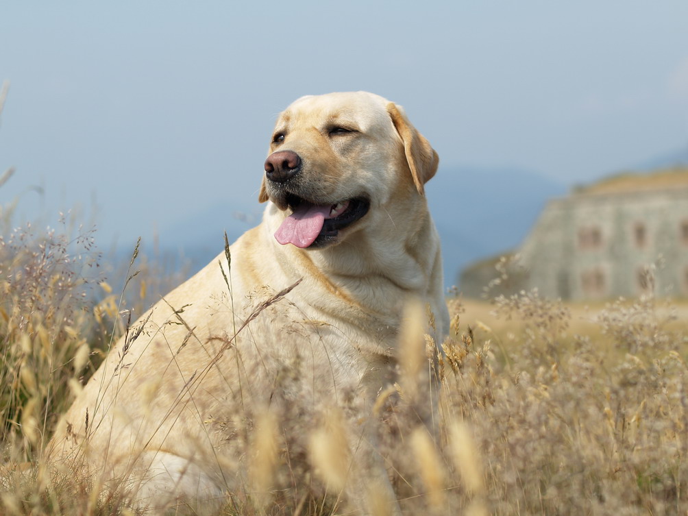 IL MIO CANE