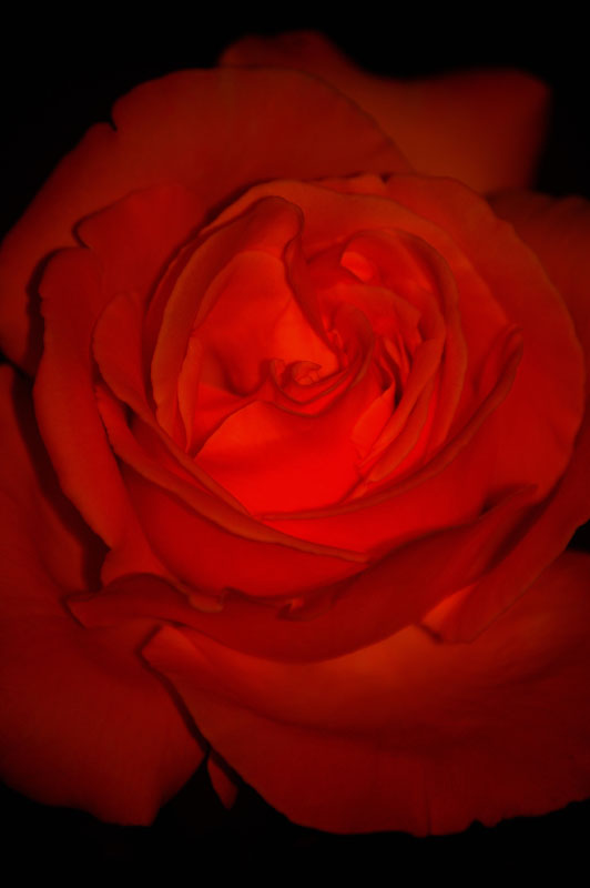 Rosa rossa