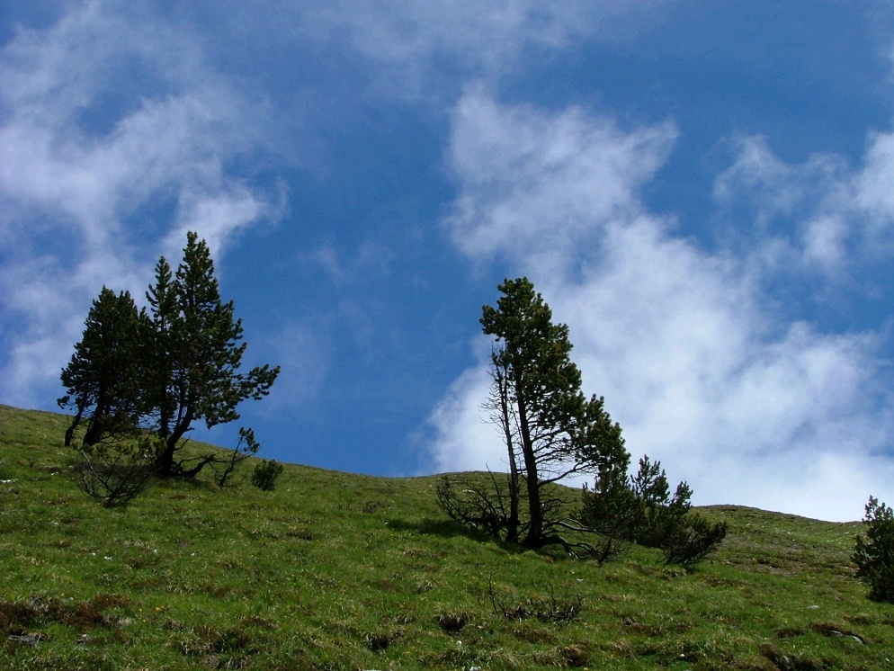 alberi
