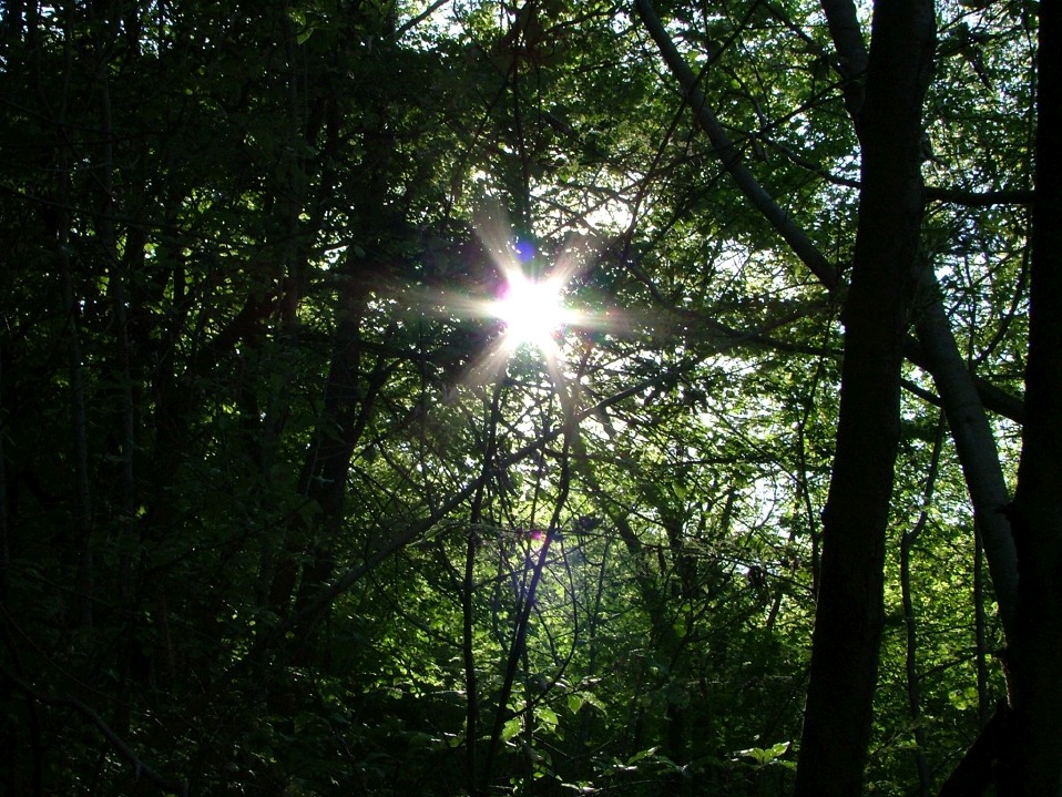 Sole sottobosco