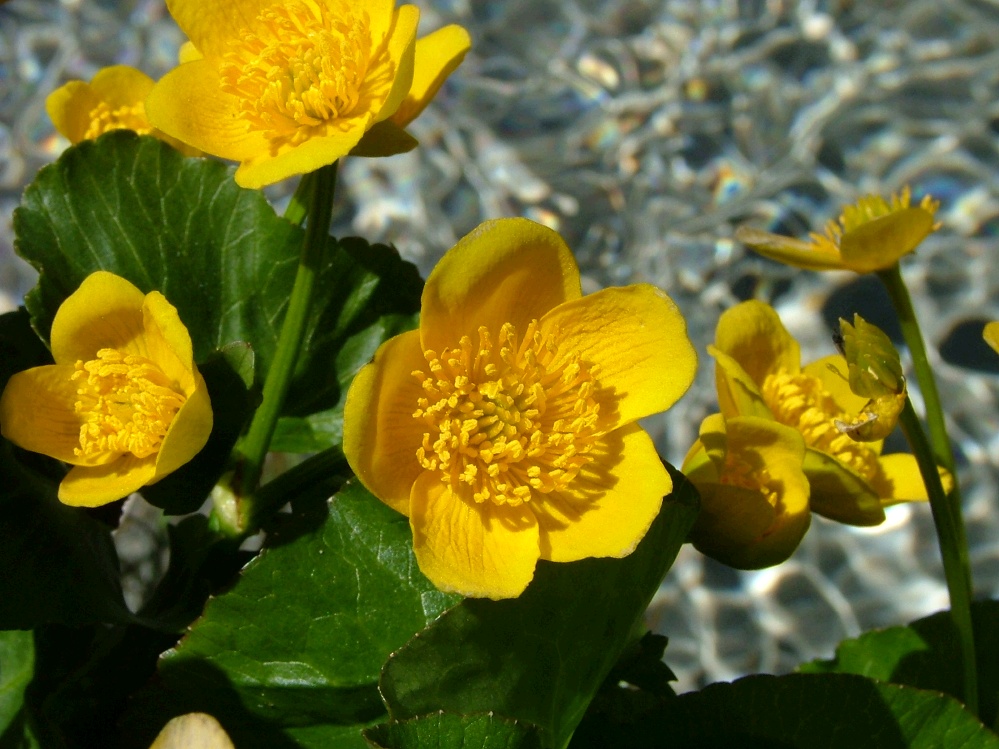 fiore giallo