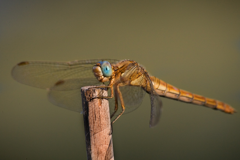 Libellula in piscina...