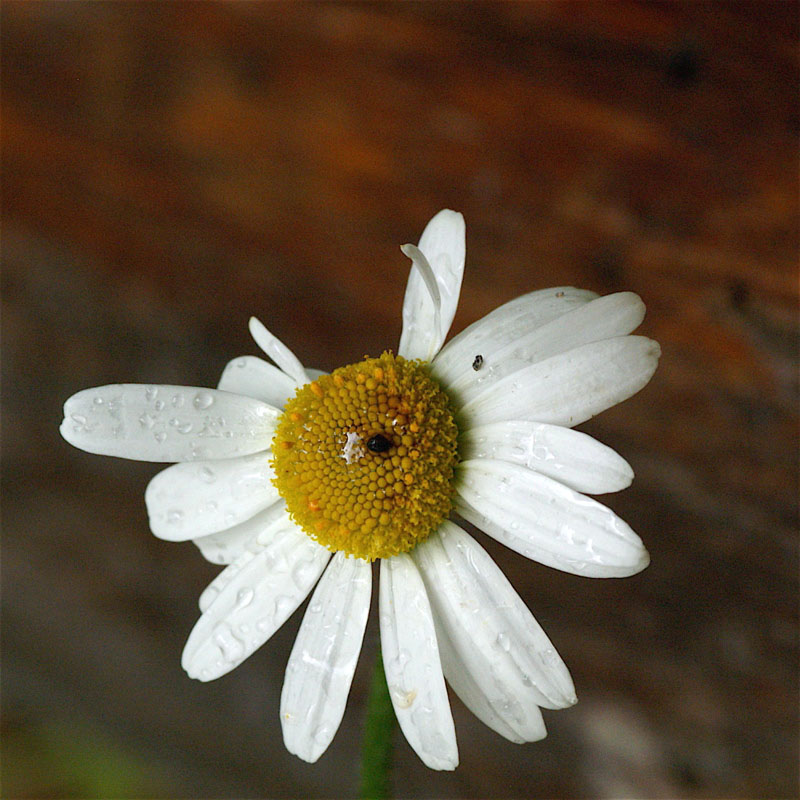 una margherita diversa