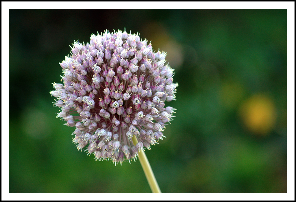 fiore di aglio