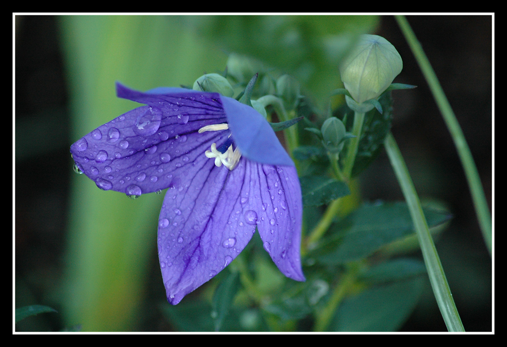 fiore viola
