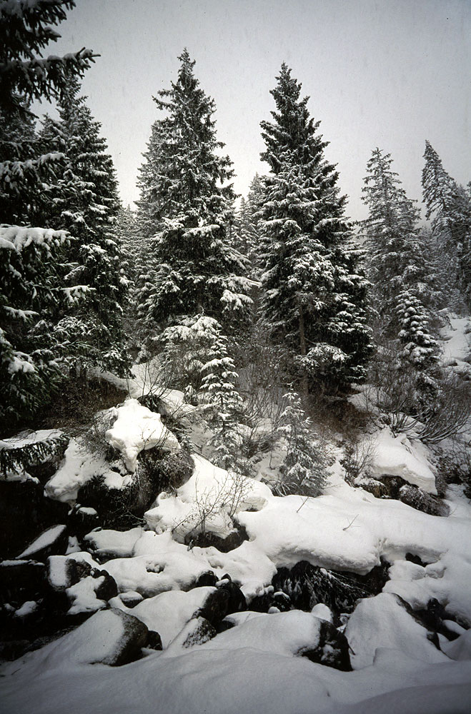 alberi in neve