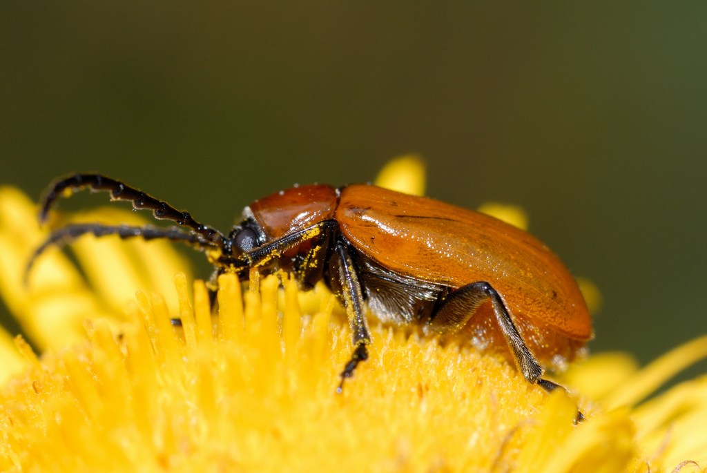 Coleottero exosoma lusitanica