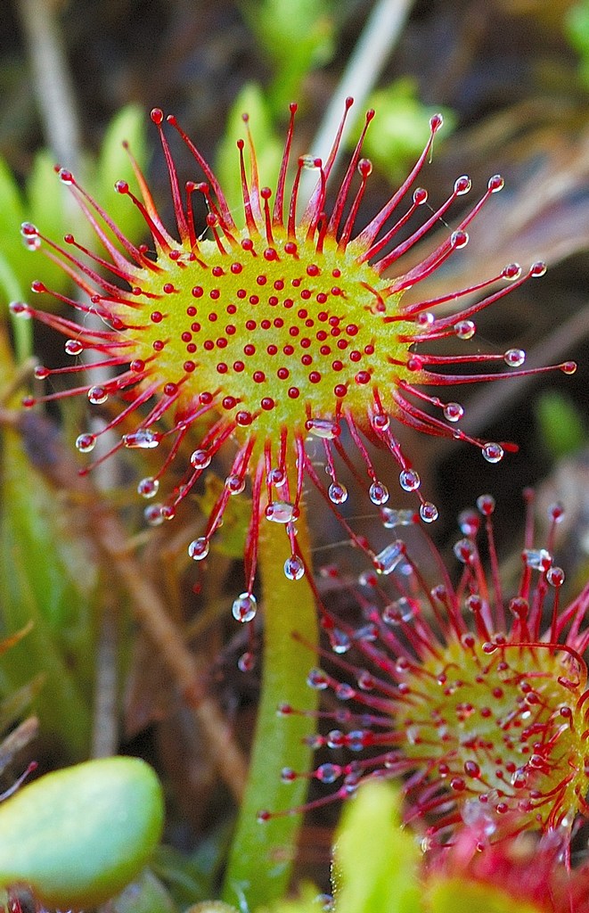 Drosera rotundifolia
