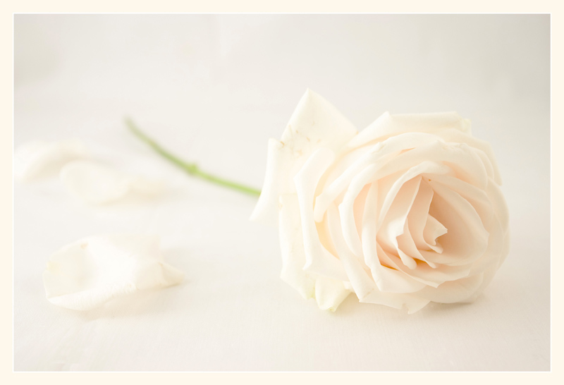 rosa 3
