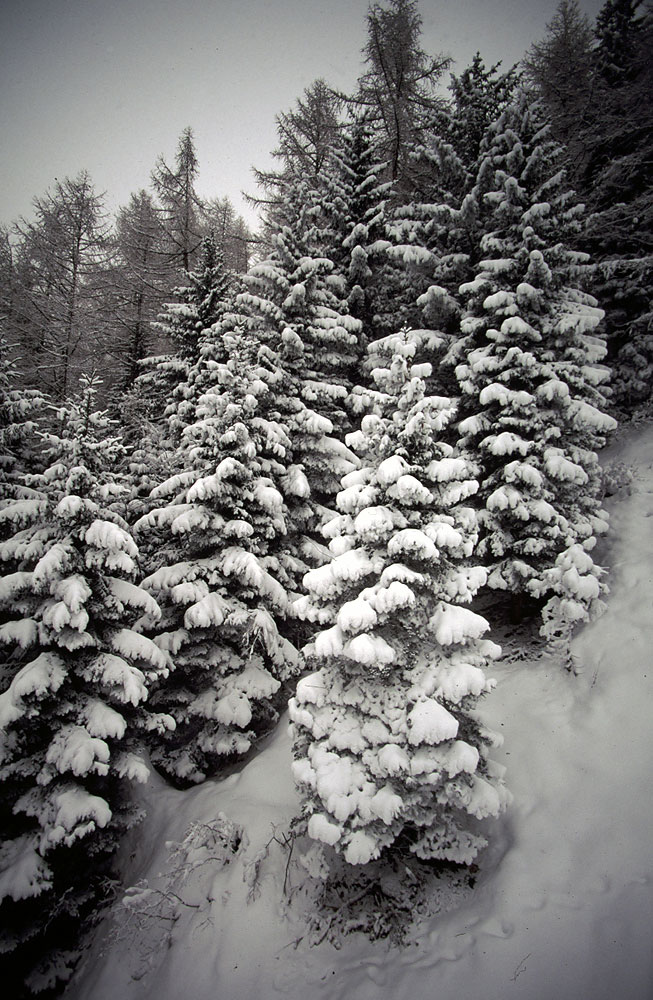 alberi innevati