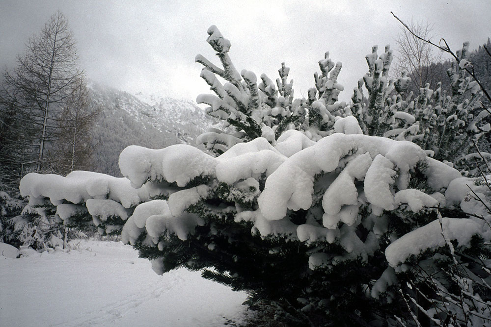 rami innevati