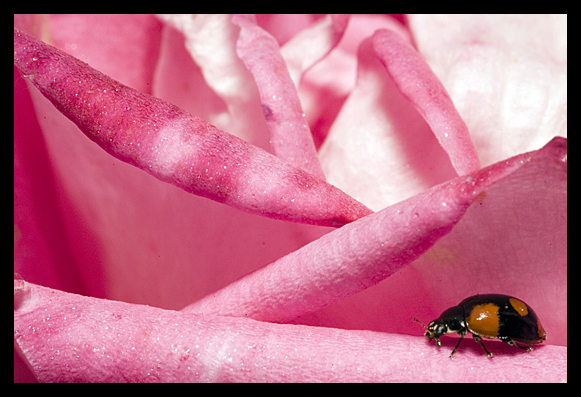 macro