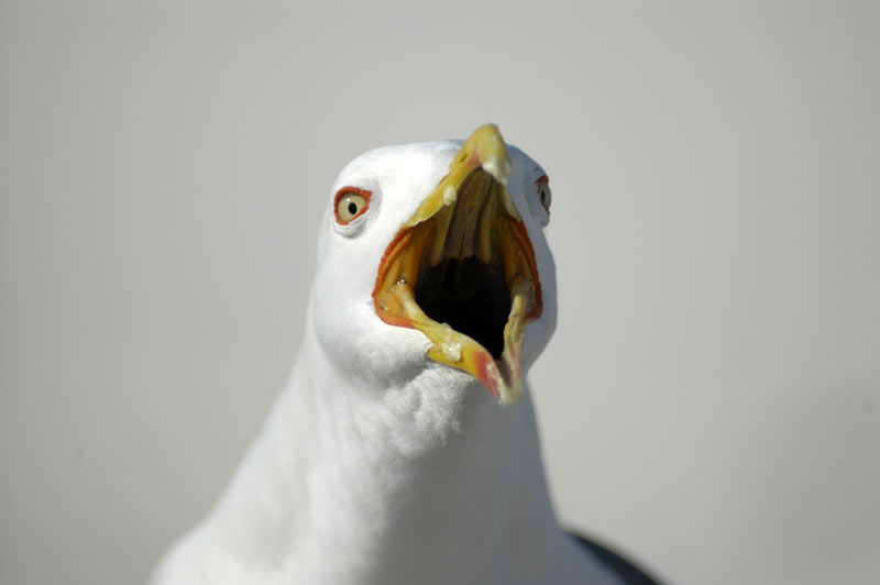 Gabbiano