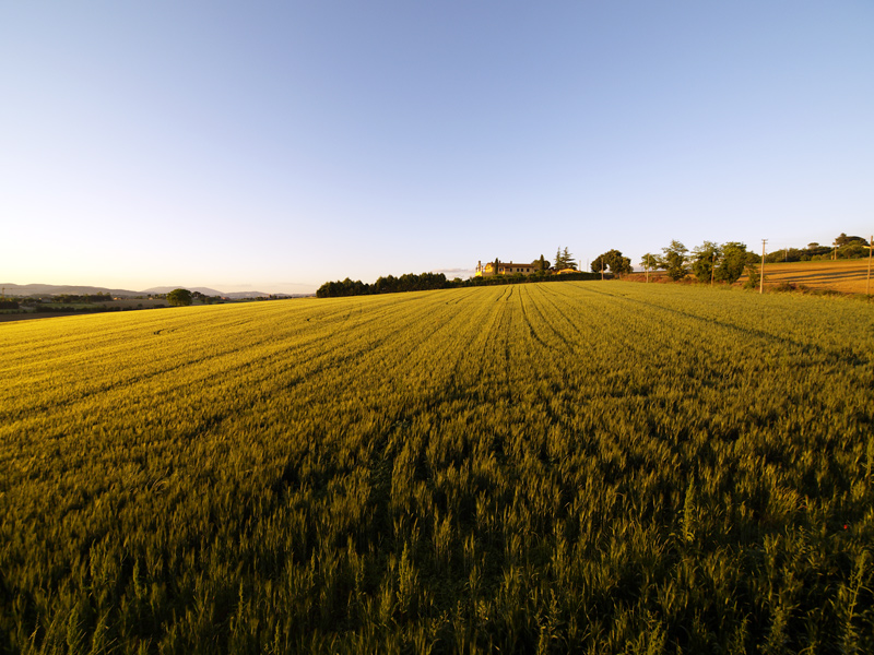 il tempo del grano