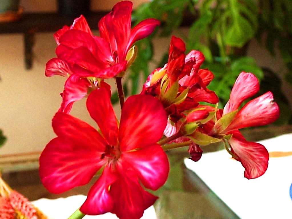 Ancora fiori
