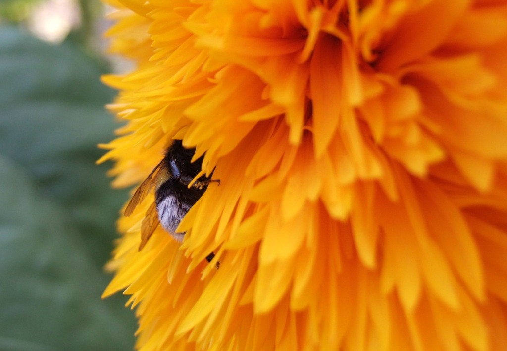 l'ape ed il fiore