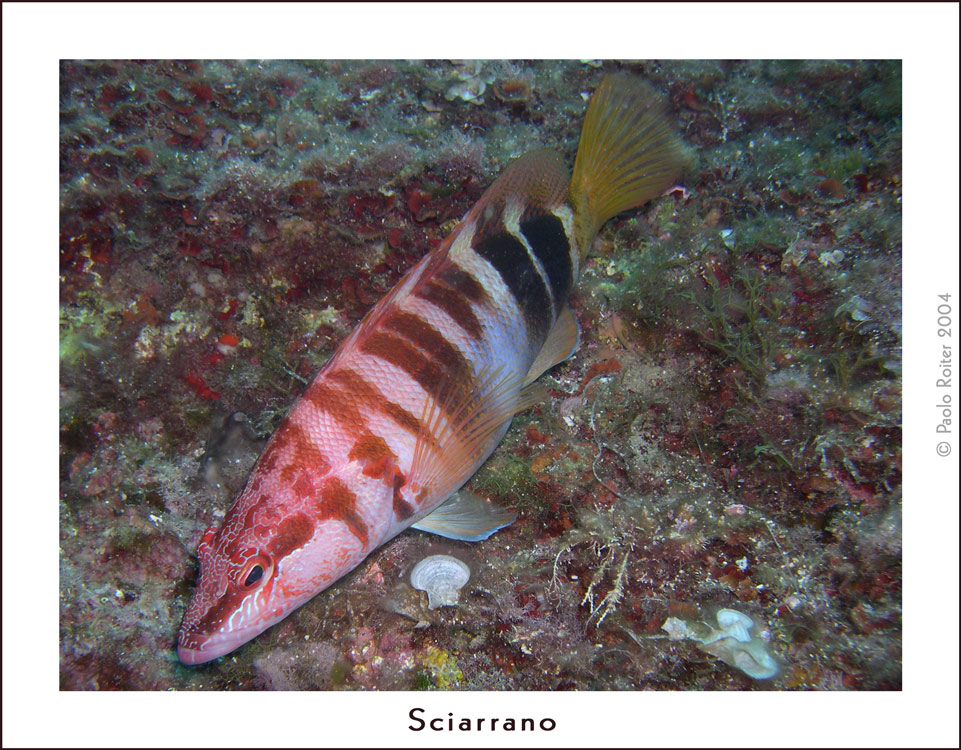 Serranus Scriba