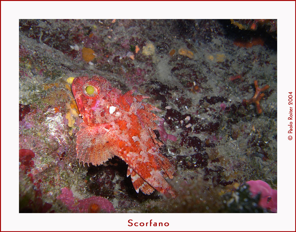 Scorfano