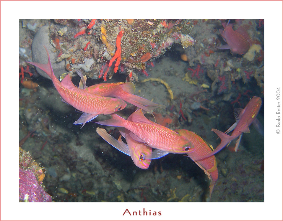 Antias