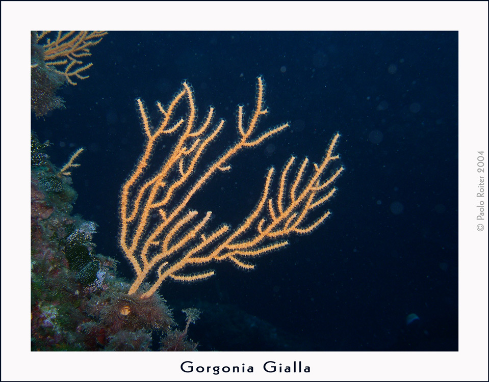 Gorgonia gialla