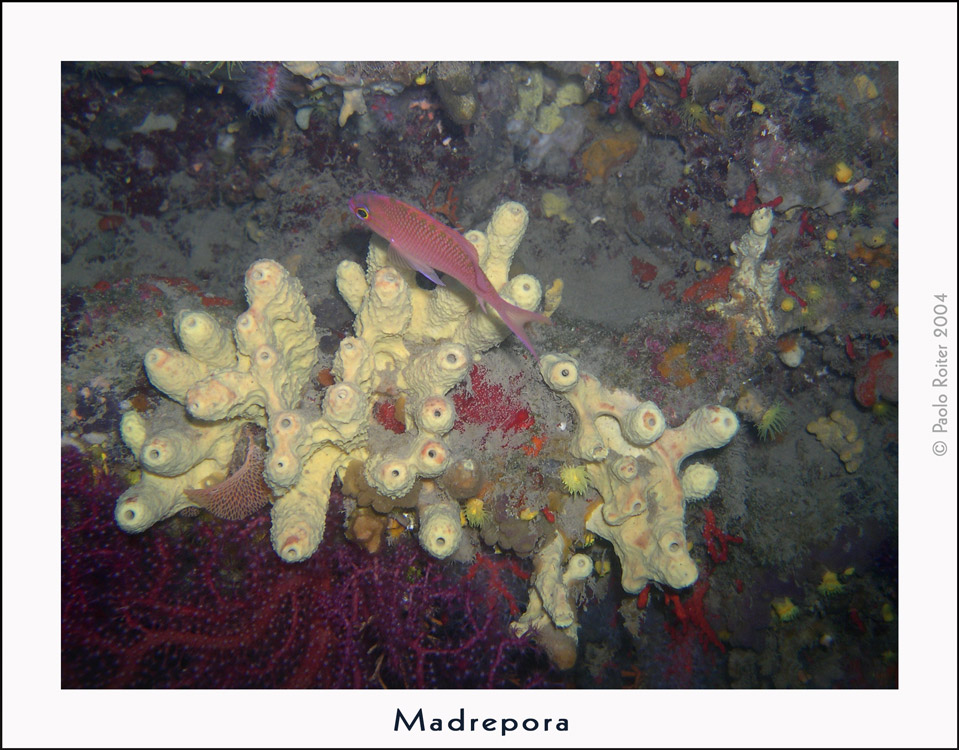 Madrepora