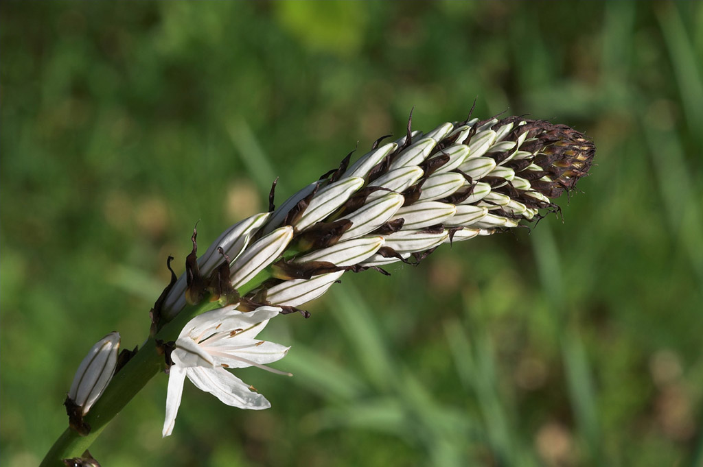 fiore 1