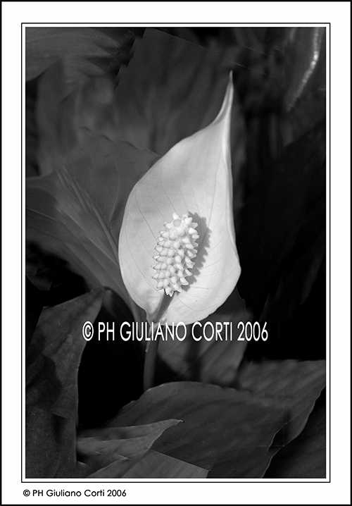 Calla