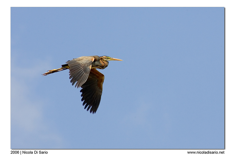 Airone Rosso (in volo)