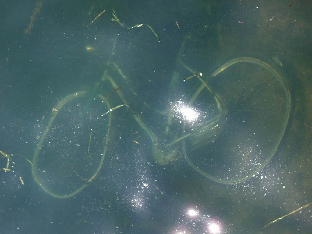 in fondo al lago...